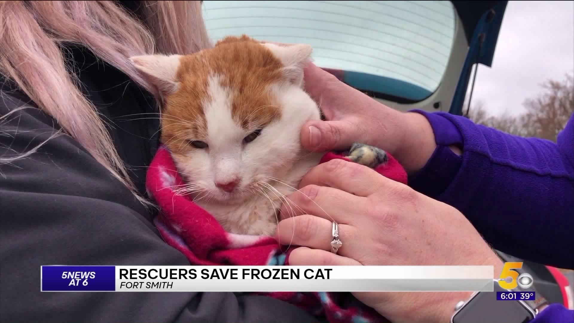 Fort Smith Animal Shelter Saves Cat From Freezing To Death
