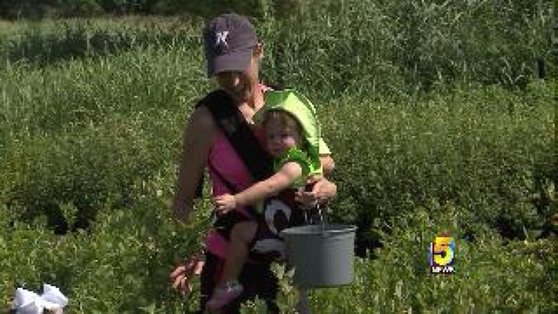 Families Pick Berries in Prairie Grove