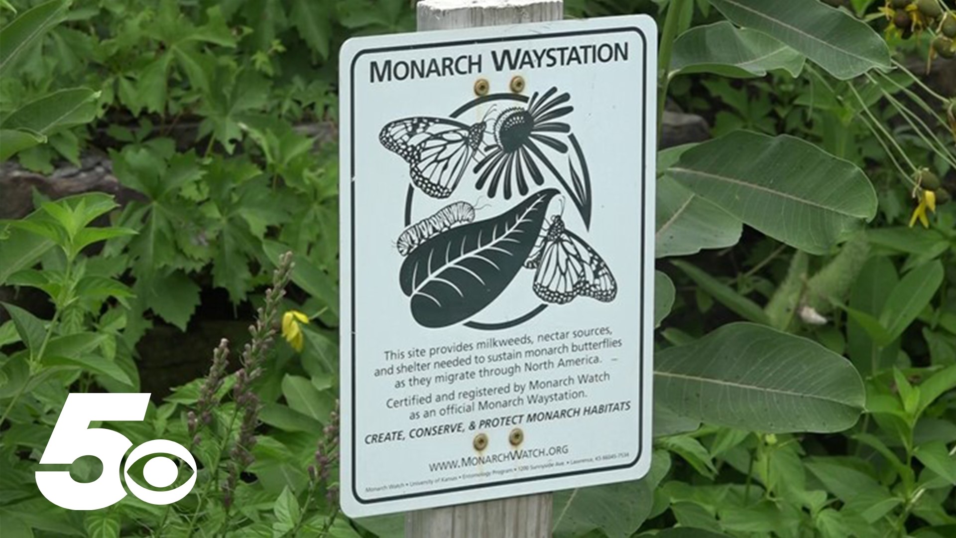 The monarch butterfly is now in danger of becoming extinct.
