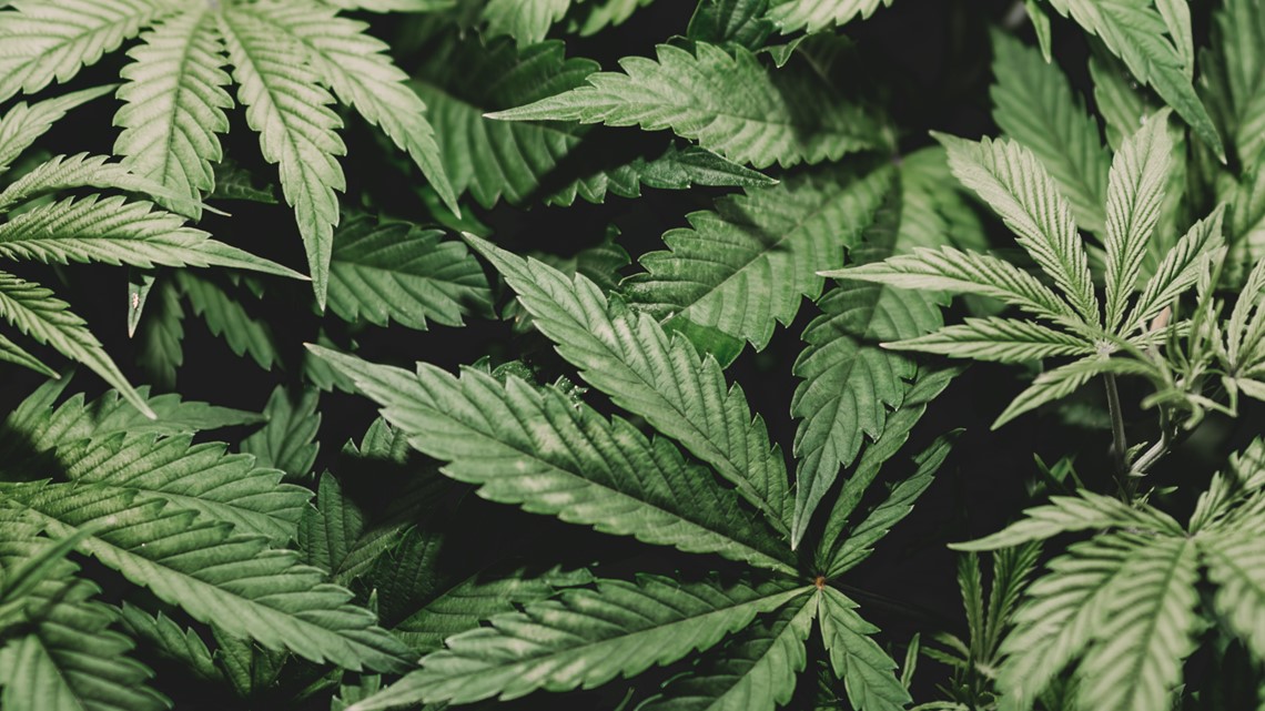 GOP State Sen. Mike Regan pushes for legal marijuana in Pennsylvania | FOX43 Capitol Beat - Vimarsana News