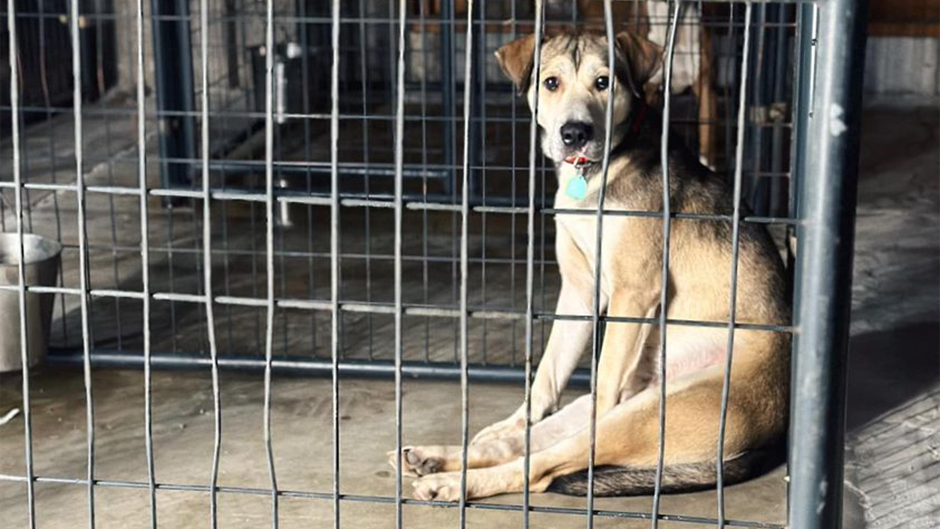 Fort Smith Animal Haven needs new dog beds during winter