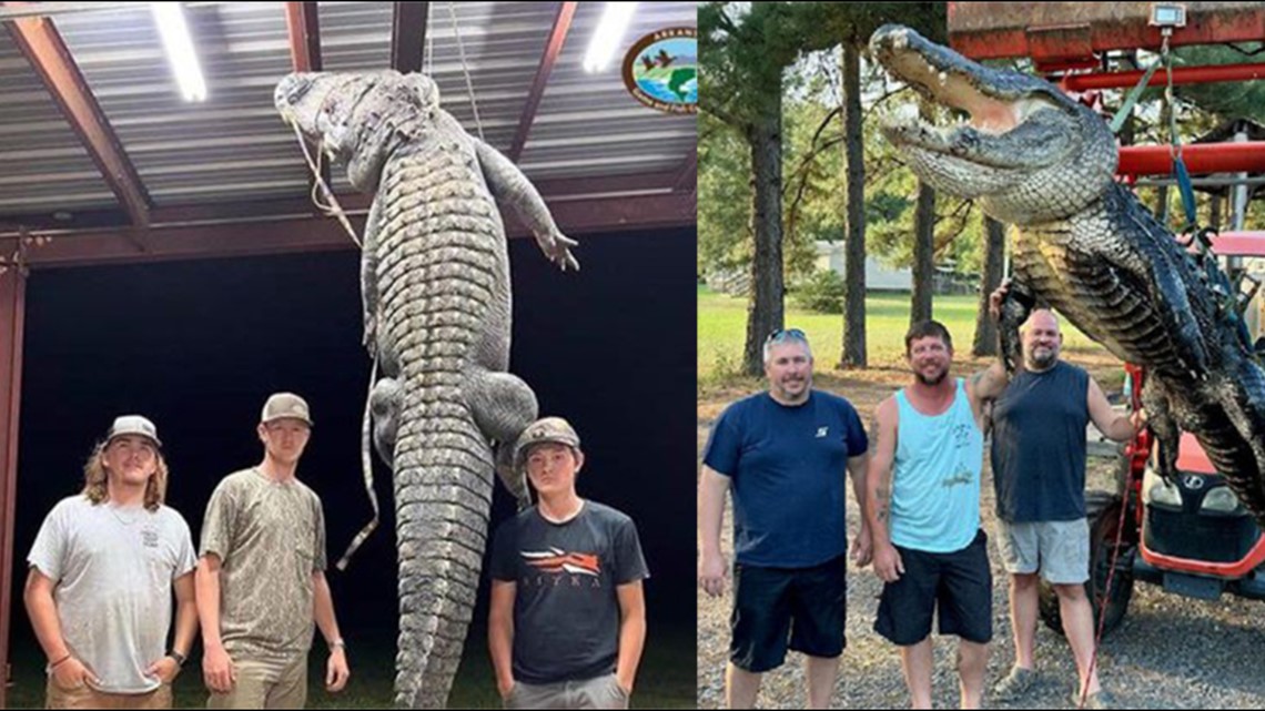 Hunters take 157 alligators as season ends in Arkansas
