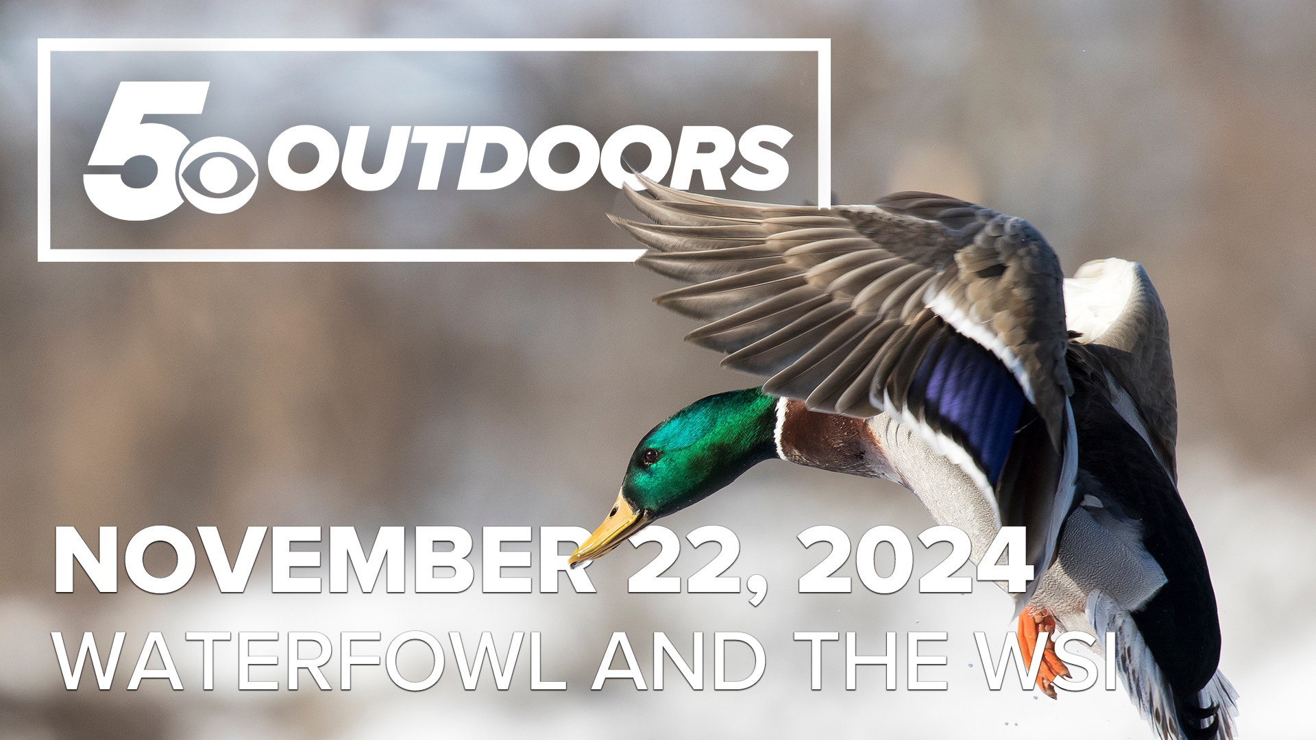 On this week's episode of 5OUTDOORS, Skot sat down for a meeting with Dr. Michael Schummer to talk about migration and the Weather Severity Index (WSI).