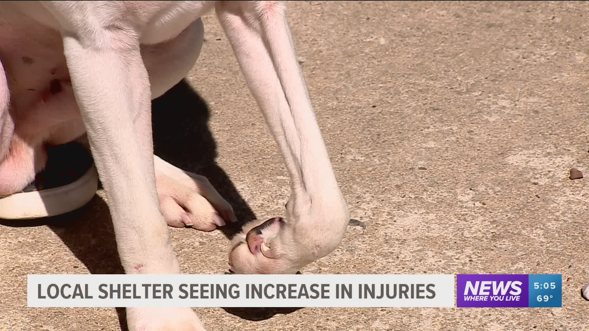 In the last ten days, the shelter has seen an increase in injured animals including one dog with a broken jaw and two leg amputations. https://bit.ly/30xnm6c