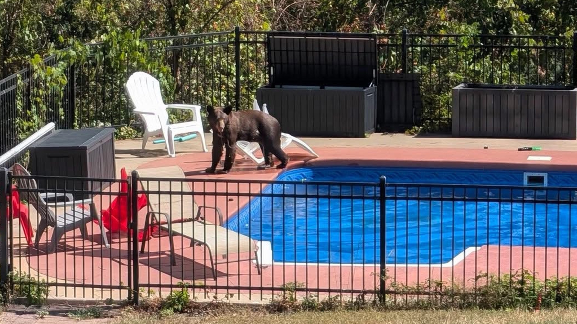 Photos: Bear spotted cooling off in Garfield swimming pool ...
