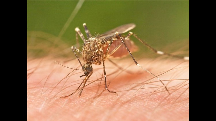 Mosquitoes Carrying Zika Virus Found In Southwest Oklahoma