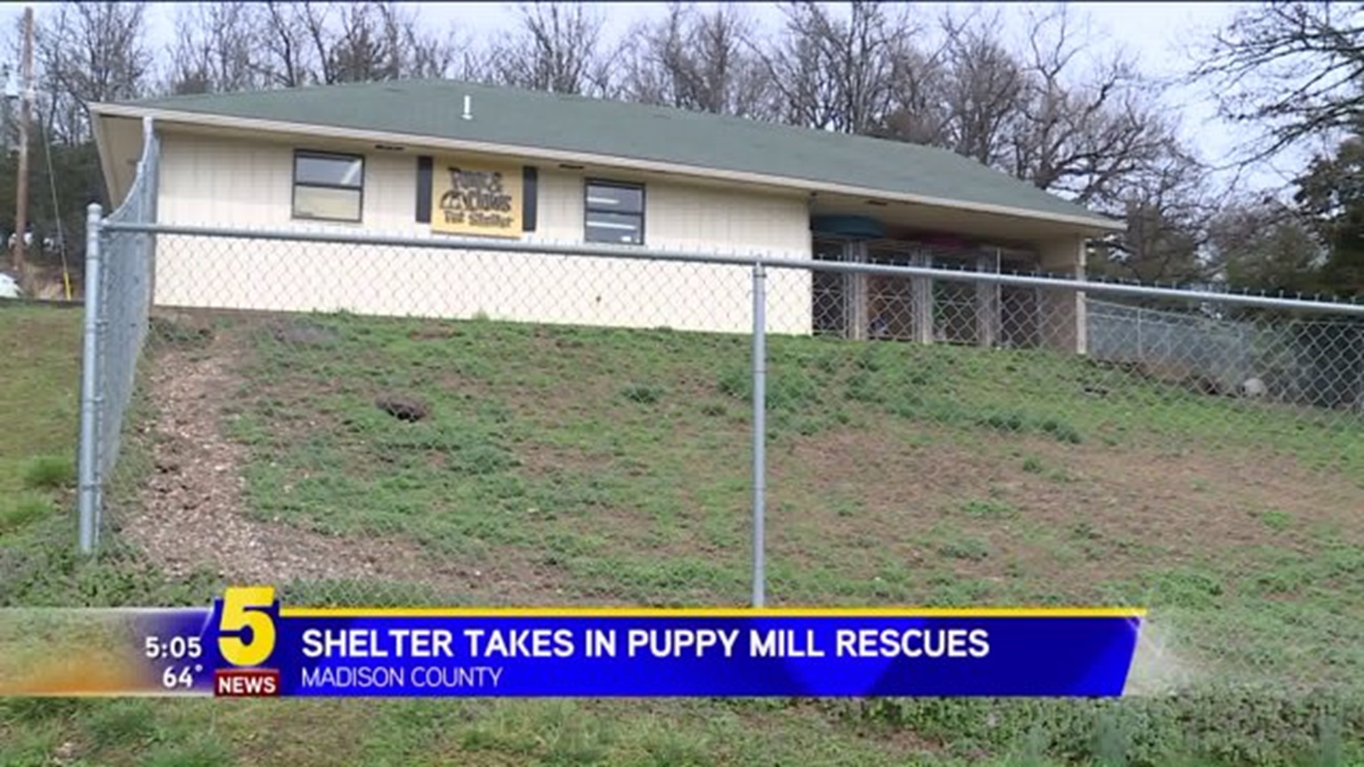 Puppy Mill Rescues Taken In By Local Shelter
