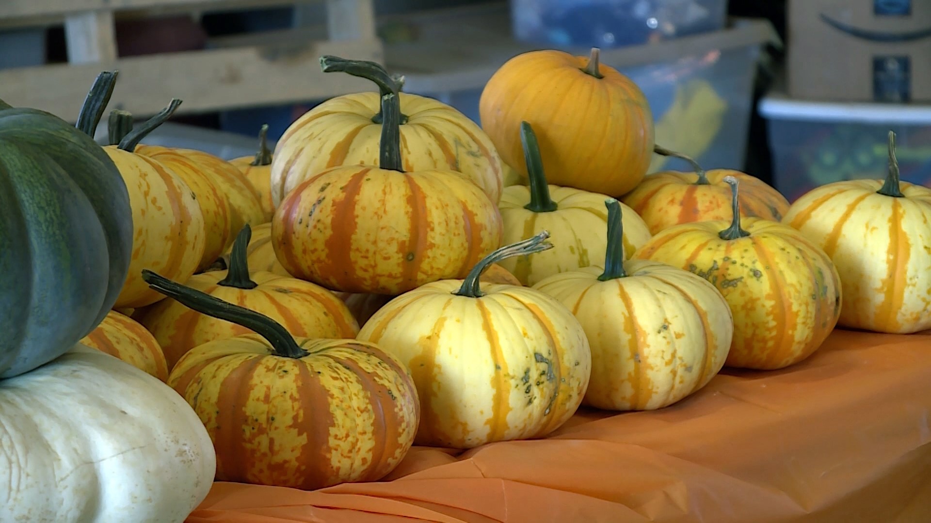 Reagan Family Farm in Fayetteville opened for the season in the second week of September but had some hardships along the way.