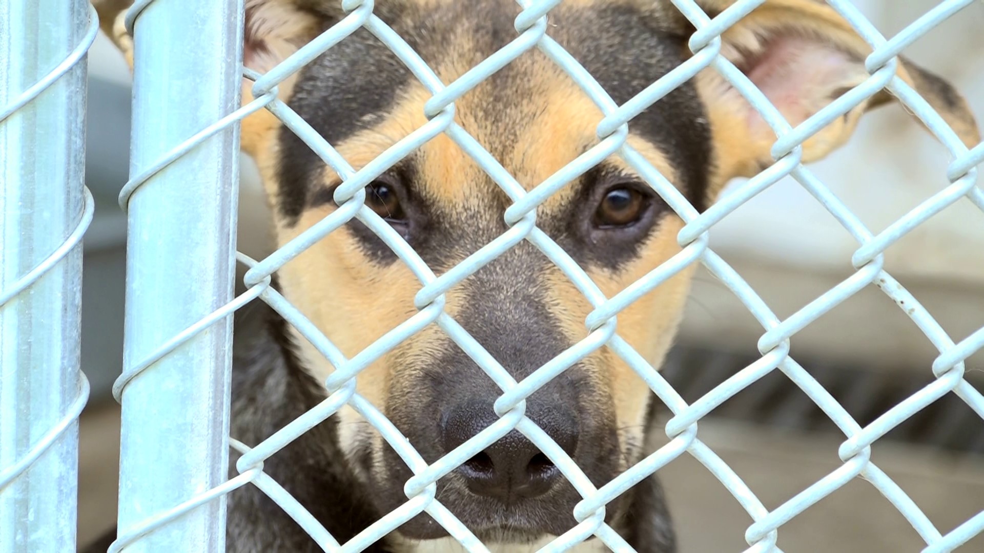 NWA Humane Society officials say maximum capacity shelters are a national crisis.