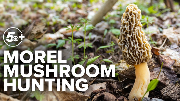 Foraging in Arkansas: Morel mushroom hunting expert tells all
