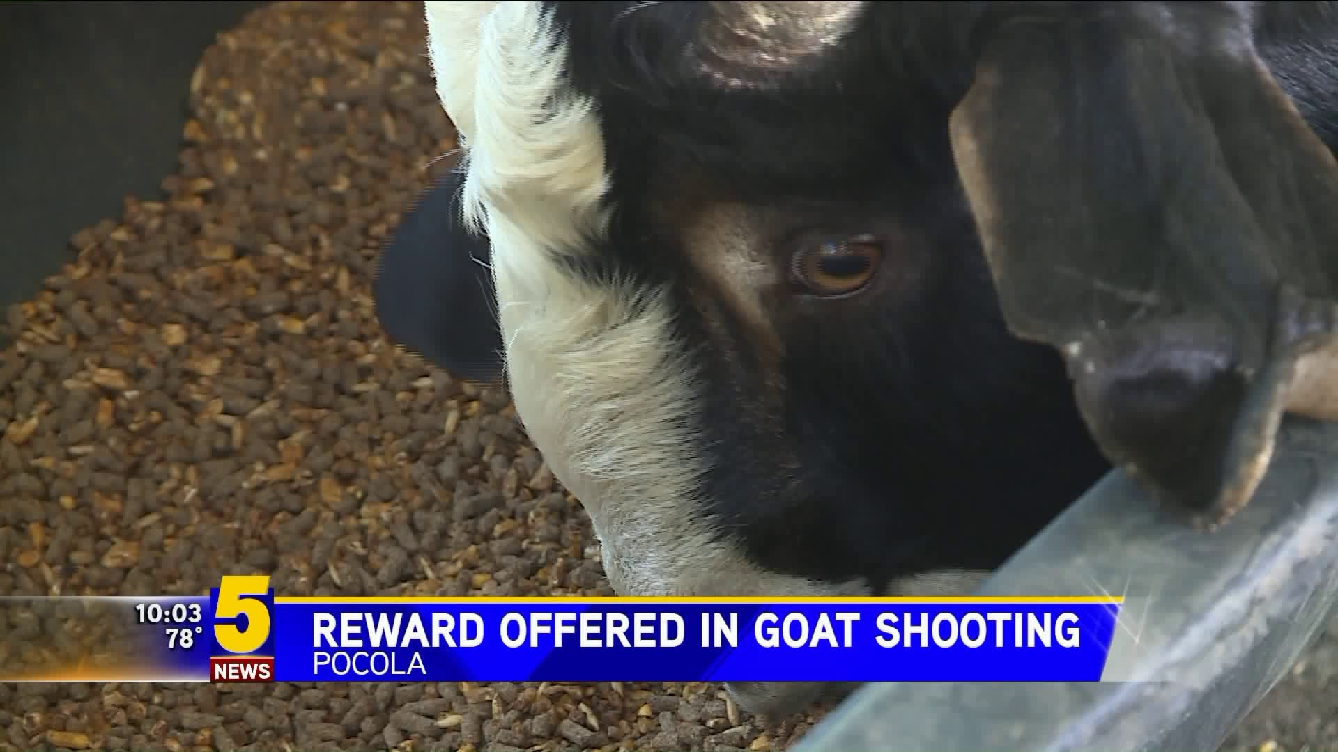Reward Offerd In Goat Shooting