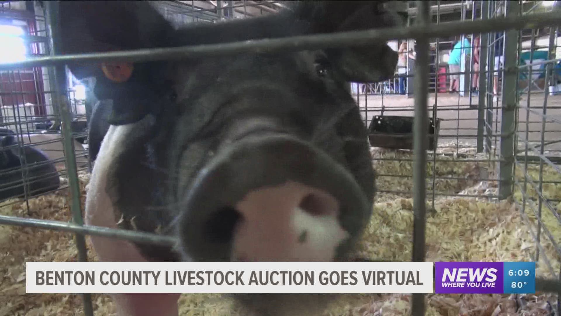 Livestock showing at the Benton County Fair has gone virtual due to the current COVID-19 pandemic. https://bit.ly/30BGHDB
