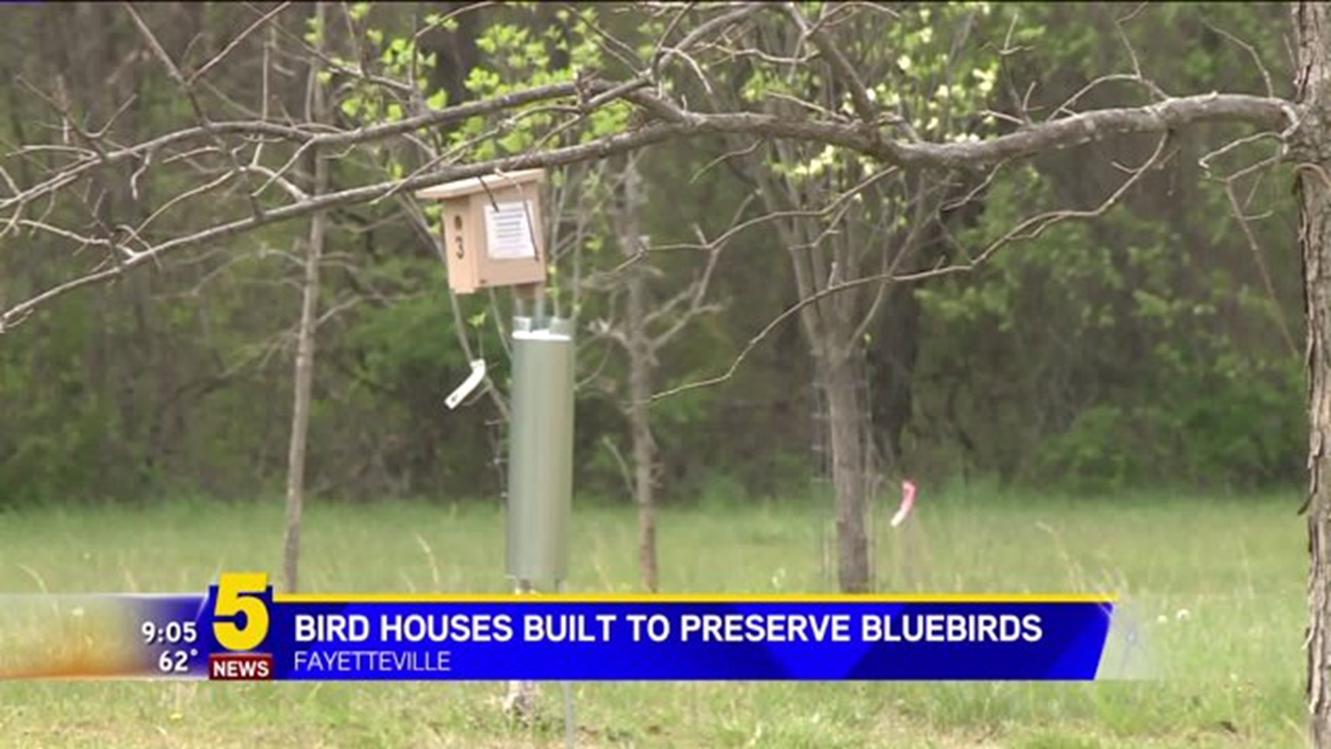 Bluebird Nests