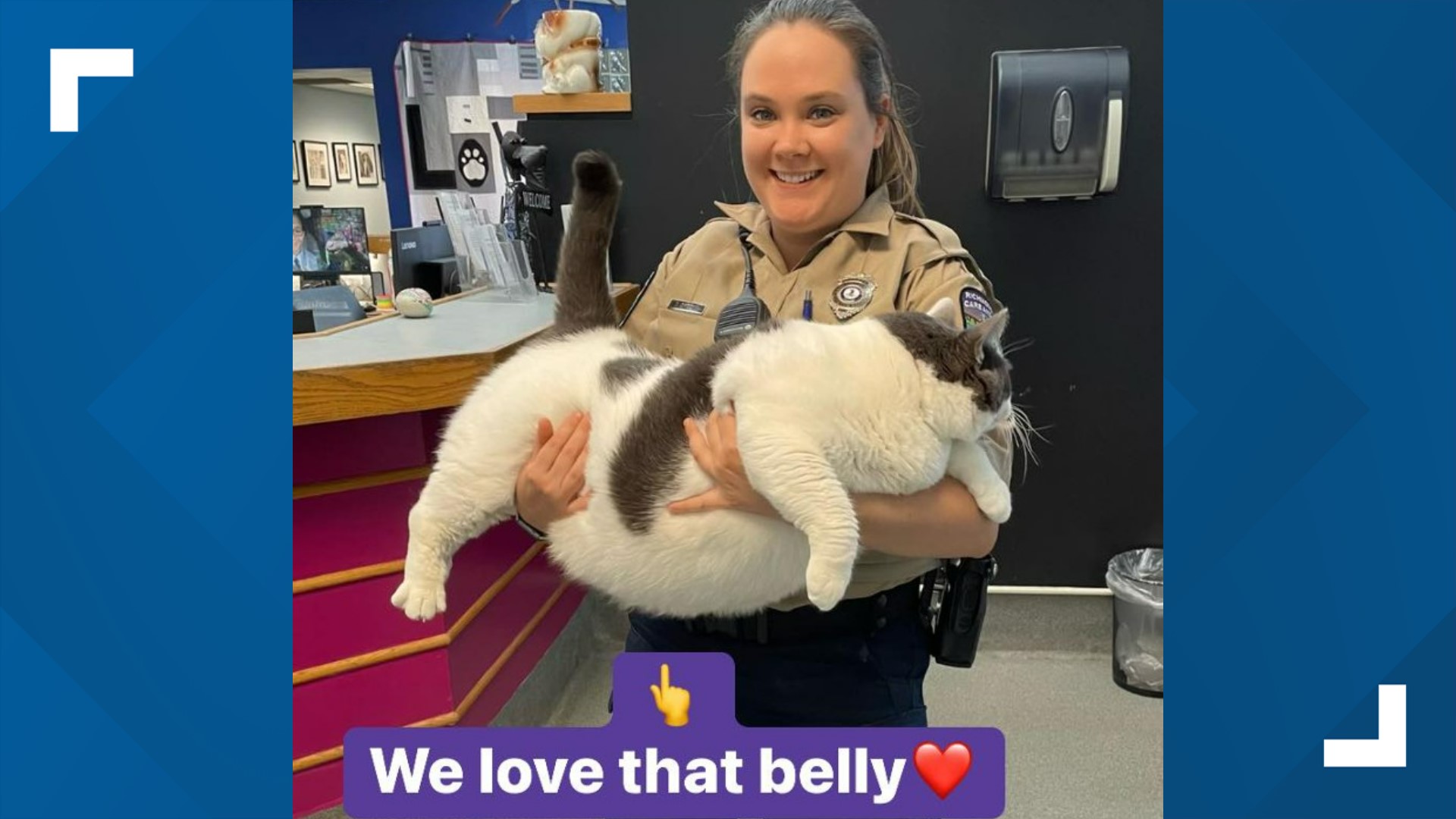 40 pound cat from Virginia gets adopted | 10tv.com