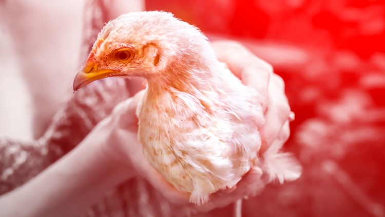 Avian influenza spreading through poultry nationwide; Arkansas farmers brace for impacts
