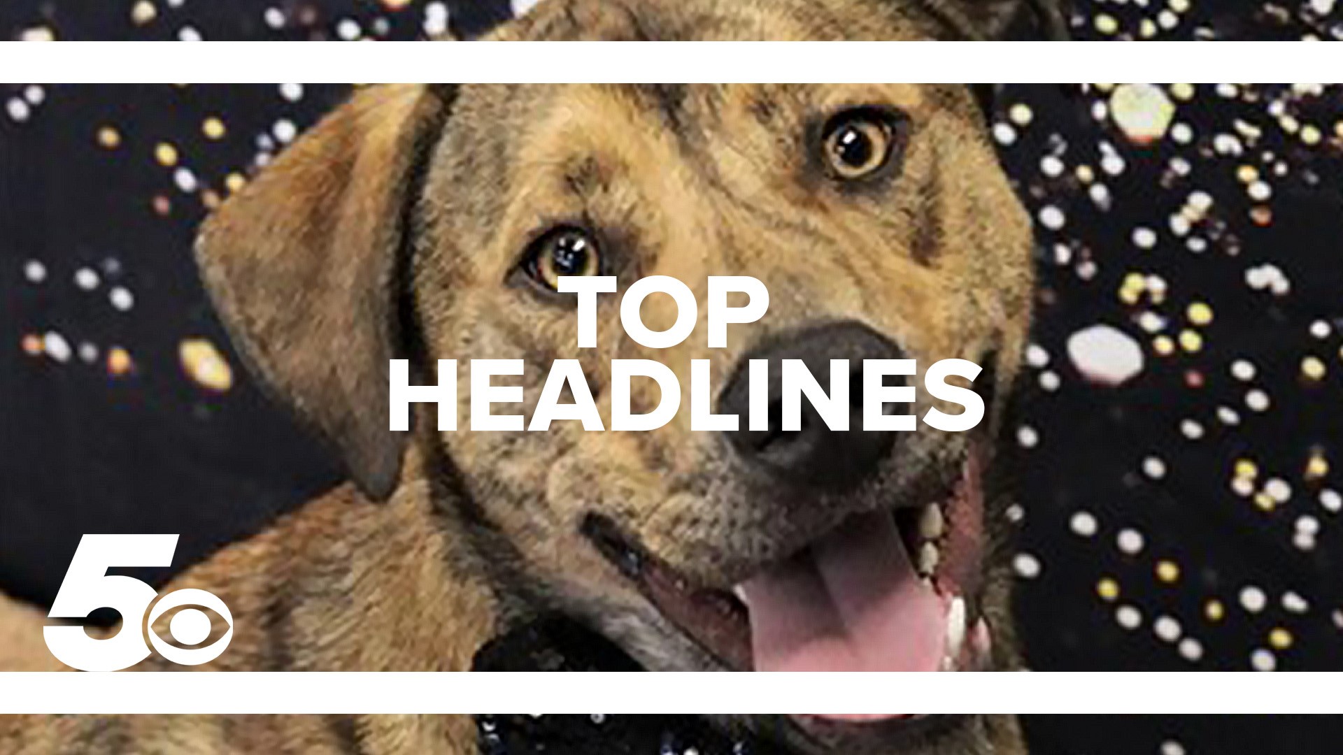 Check out this week's top headlines including weather, adoptable pets in Northwest Arkansas and the local winning lottery tickets!