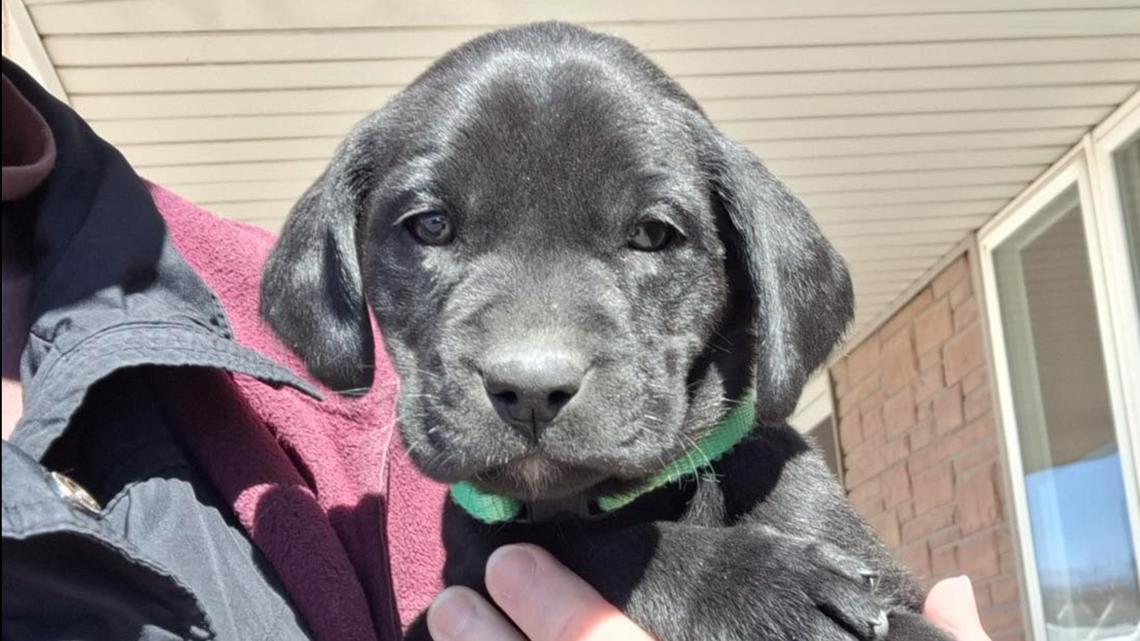 University of Arkansas Police Department announces the winning name for new explosive-detection K-9 puppy