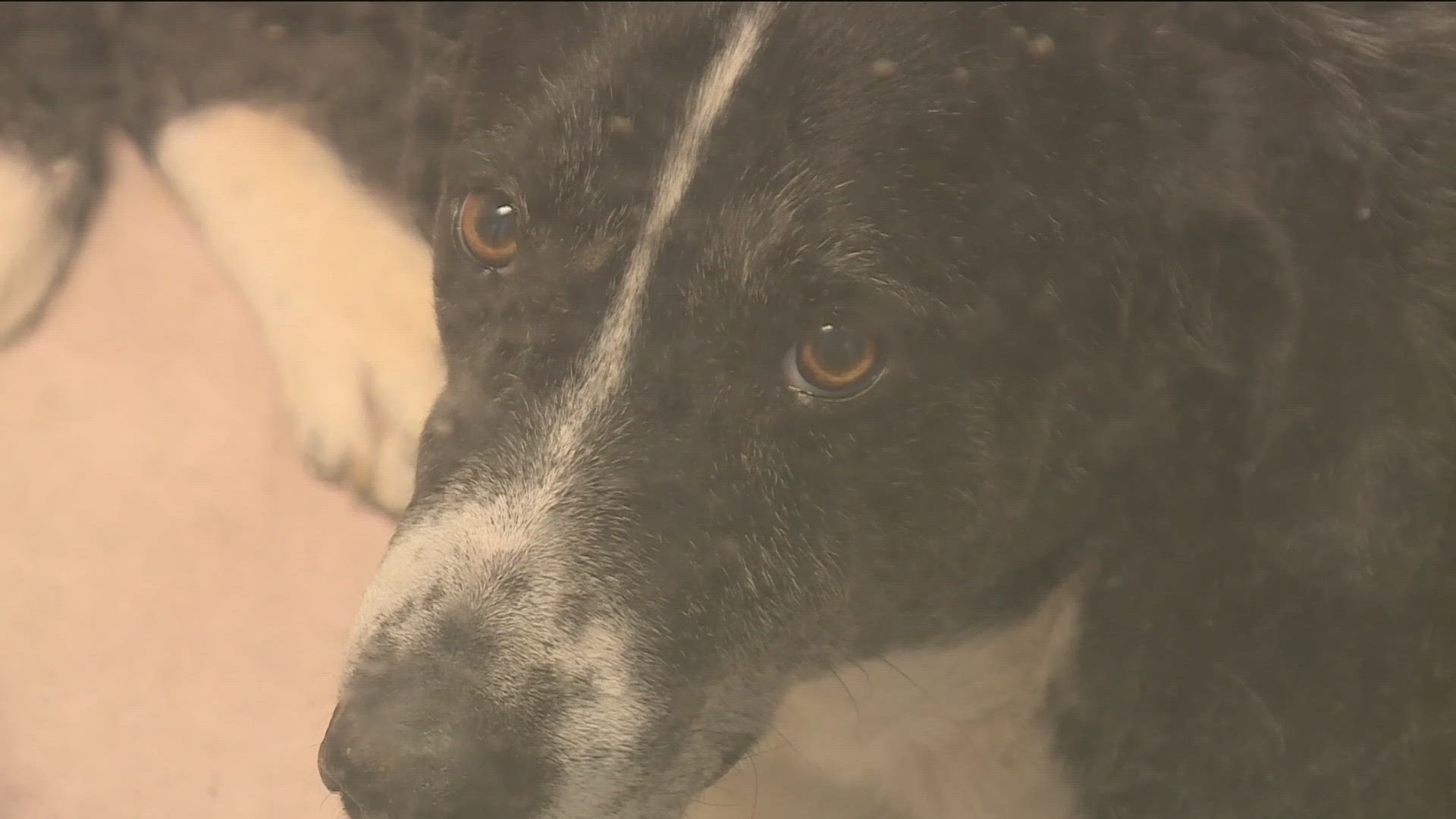 AND THIS VALENTINE'S DAY -- YOU CAN GET A PUPPY GRAM FOR YOUR SPECIAL SOMEONE FROM FAYETTEVILLE ANIMAL SERVICES...