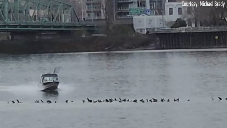 Video captures boater running down sea lions on the Columbia River