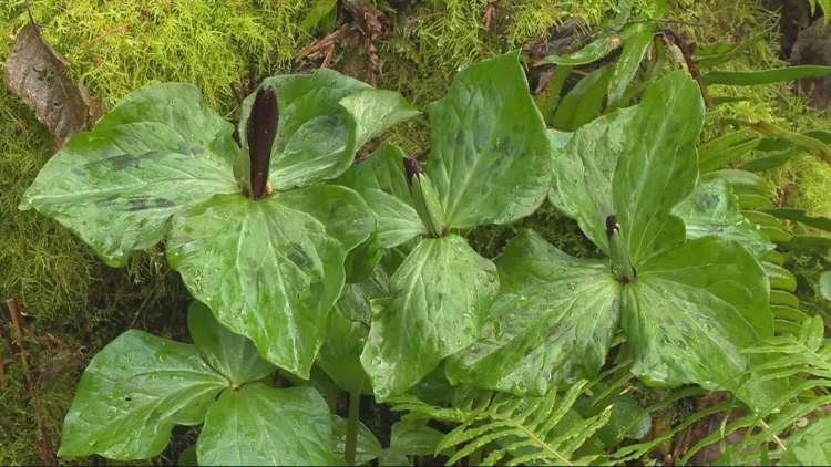 West Linn nursery hosts native plant paradise, mini wildlife refuge