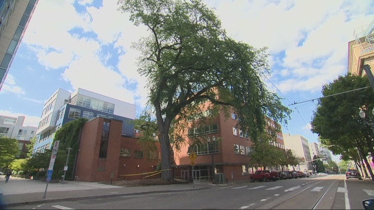 Portland says goodbye to iconic Burrell elm, possibly the oldest elm in Oregon