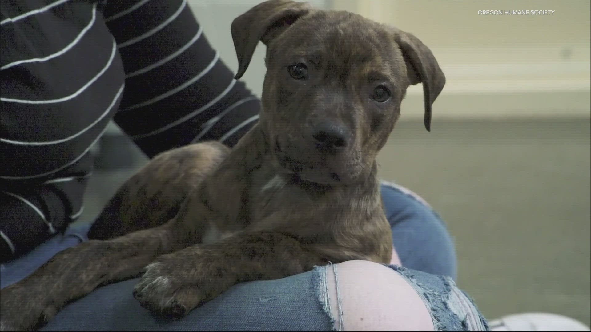 Oregon Humane Society’s forensic center helping the Columbia County Sheriff’s Office investigate after 18 frozen puppies were found at home as food for pet snakes.