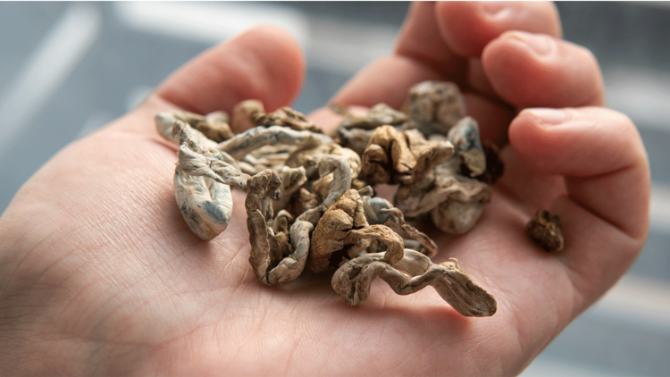 Measure 109: Oregon becomes 1st state to legalize psilocybin for mental health therapy Measure 109: Oregon becomes 1st state to legalize psilocybin for mental health therapy