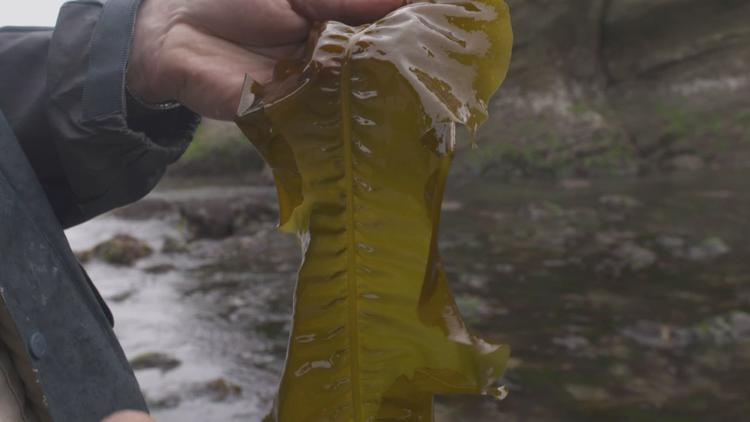 Venture out to the coast for a taste of Oregon's wild edibles