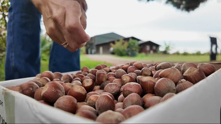 Hazelnuts bring big nutritional and economic value to Oregon