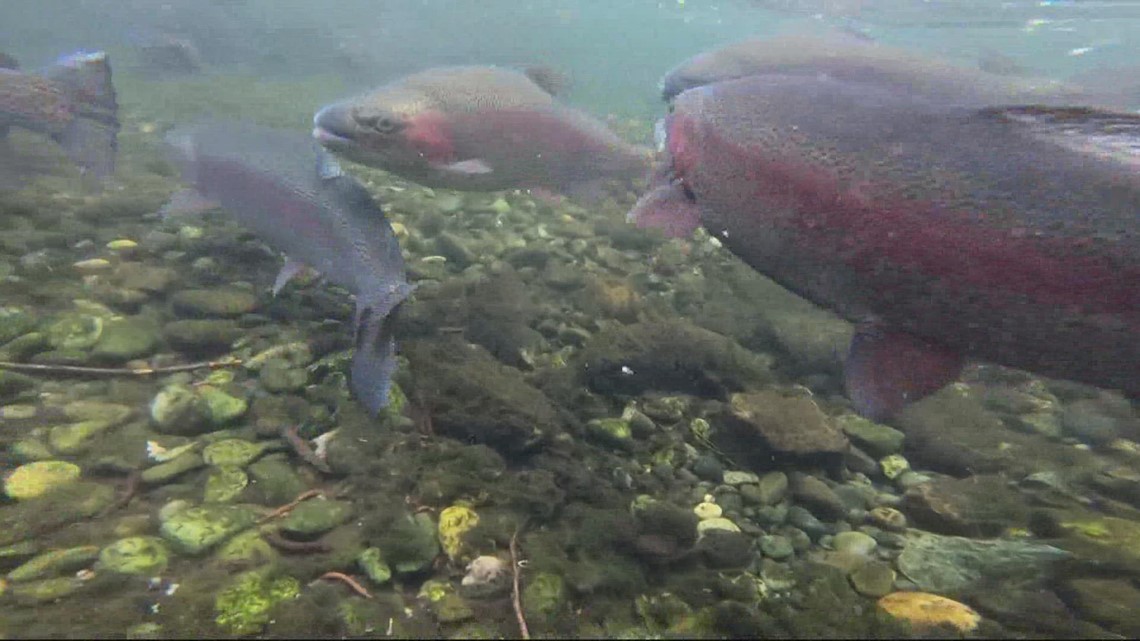 Fish containing mercury found in two Arkansas lakes - Vimarsana News