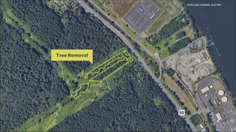 Portland City Council tentatively agrees with appeal against PGE plan to cut trees in Forest Park