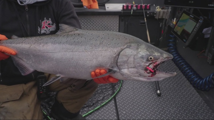 Oregon State University researchers use AI to predict freshwater fish species at risk of endangerment