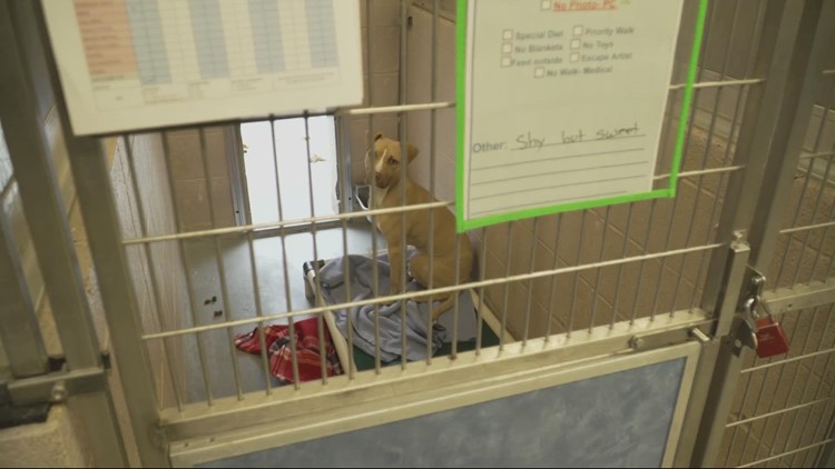 Department that operates Multnomah County animal shelter changes policy on euthanasia