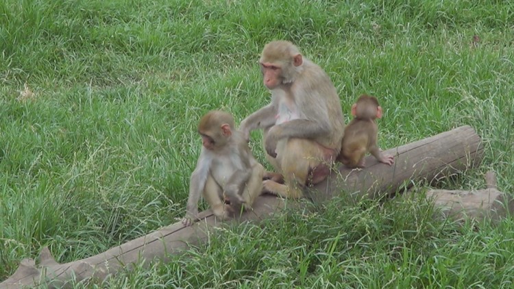 OHSU posts lengthy defense of primate research center amid calls for the facility to close down