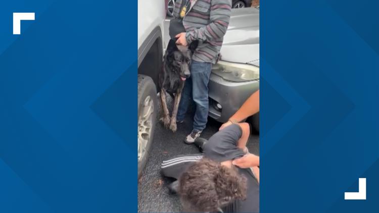 Department of Homeland Security officers sicced dog on Vancouver man, witnesses say