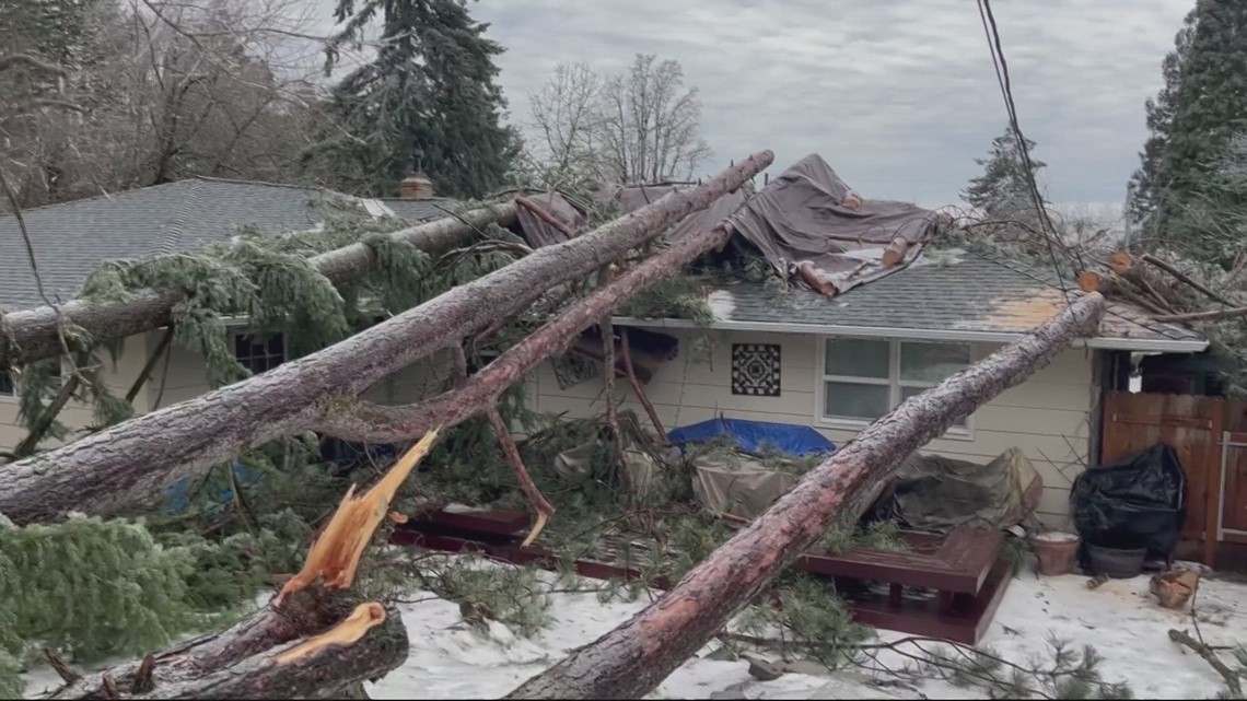 Trees damage house in Oregon after neighbors tried to remove them - Vimarsana News