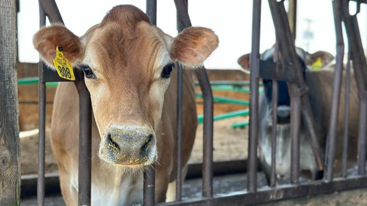 How Oregon State University is testing dairy cows for bird flu amid nationwide outbreak