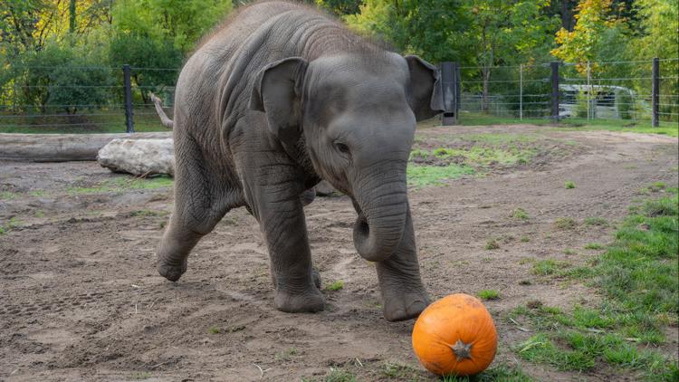 'Squishing of the Squash'? Oregon Zoo's baby elephant just wanted to play some ball