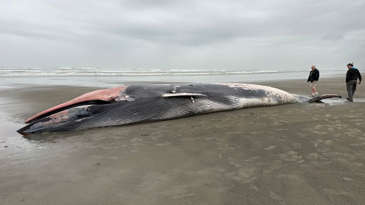 Onlookers react to 46-foot fin whale washed ashore on Sunset Beach: 'Force of nature. Just super wild'