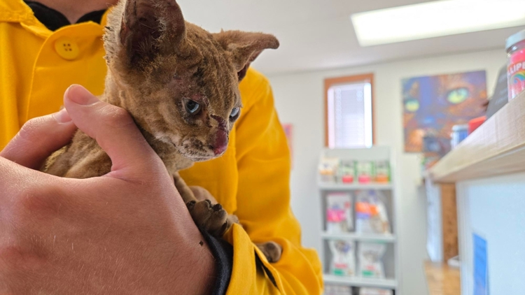 KGW crew rescues injured kitten from Rowena Fire