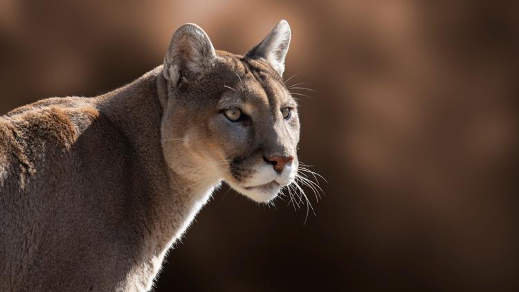 Here kitty kitty: Cougar spotted in Oregon City