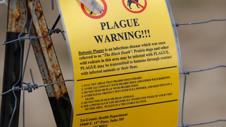 Oregon resident diagnosed with bubonic plague. They likely got it from their cat