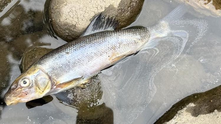 Hundreds of dead fish found in Portland creek, prompting DEQ investigation