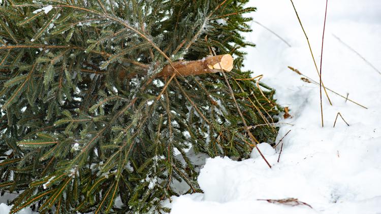 Christmas tree permits reduced to $1 in Oregon and Washington as BLM opens more cutting areas