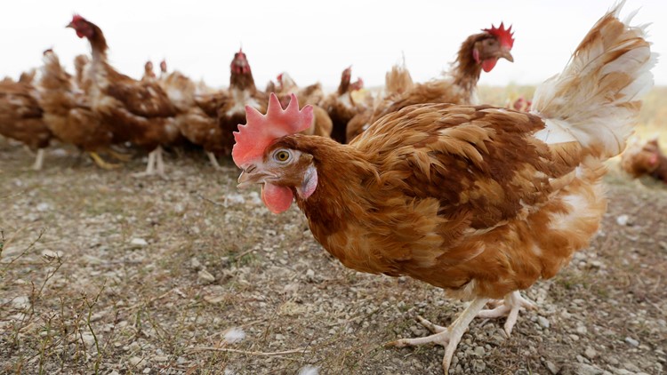 State agriculture department lifts bird flu quarantine restrictions on 3 Iowa poultry sites