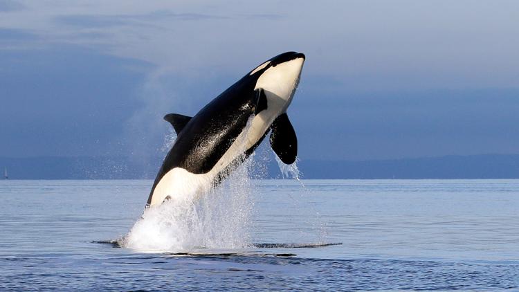 Southern resident orcas now considered an endangered species in Oregon