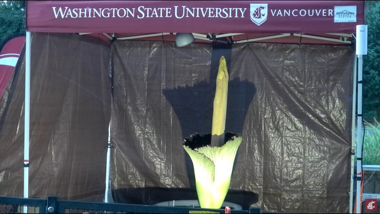 WSU Vancouver corpse flower is now in bloom