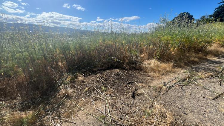 Suspect arrested for allegedly setting three brush fires on North Portland bluff