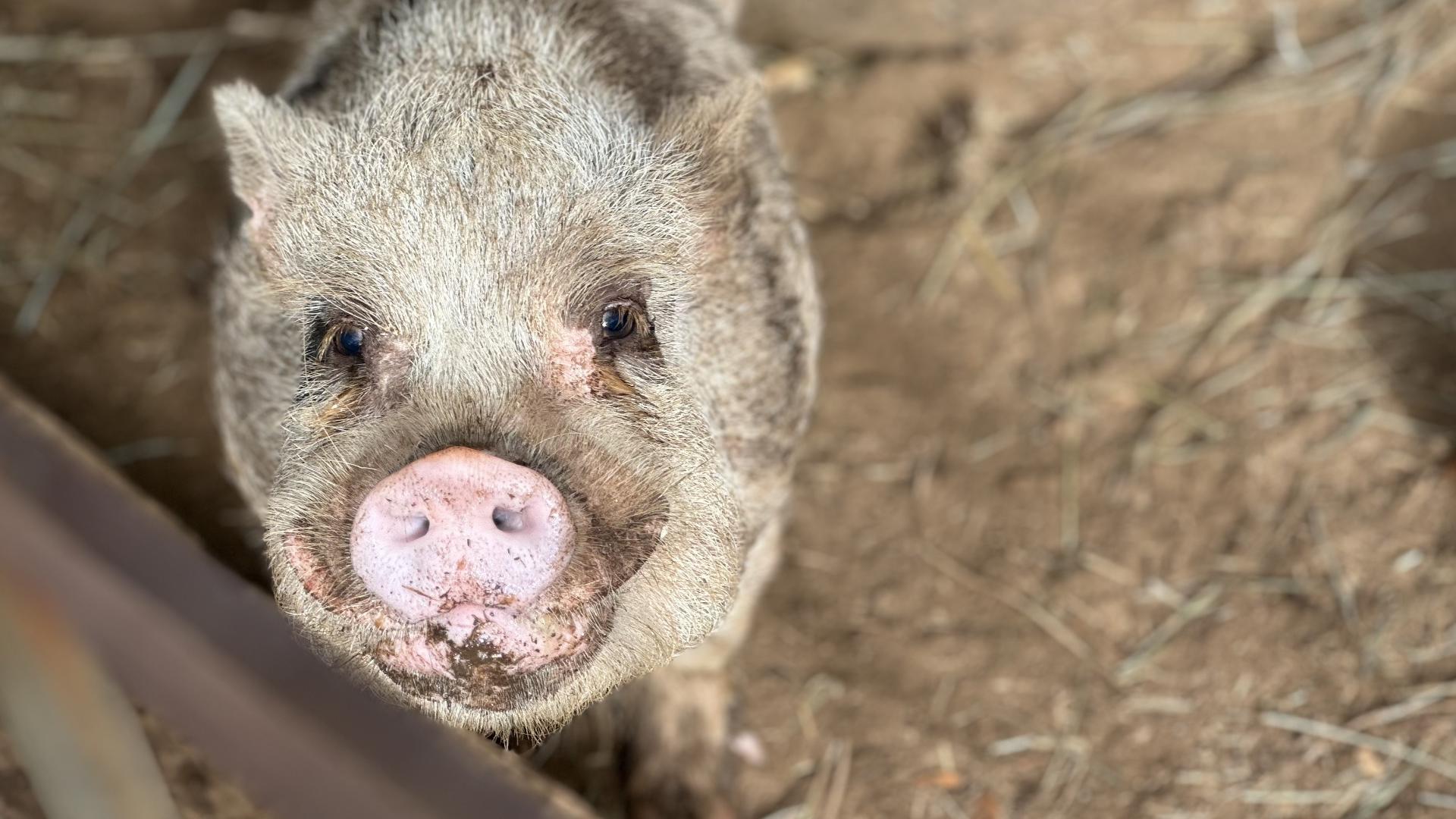 New regulations in California make it harder for Midwest pork farmers to sell into that state.