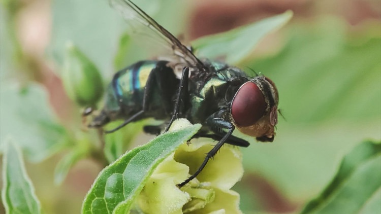 Screwworm in Texas: Second case confirmed as disaster declaration expands